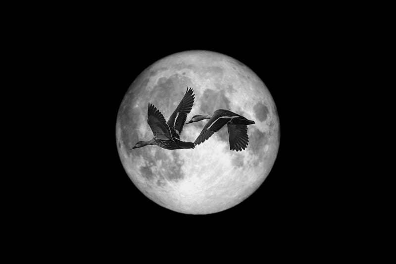 Moonlit Bliss